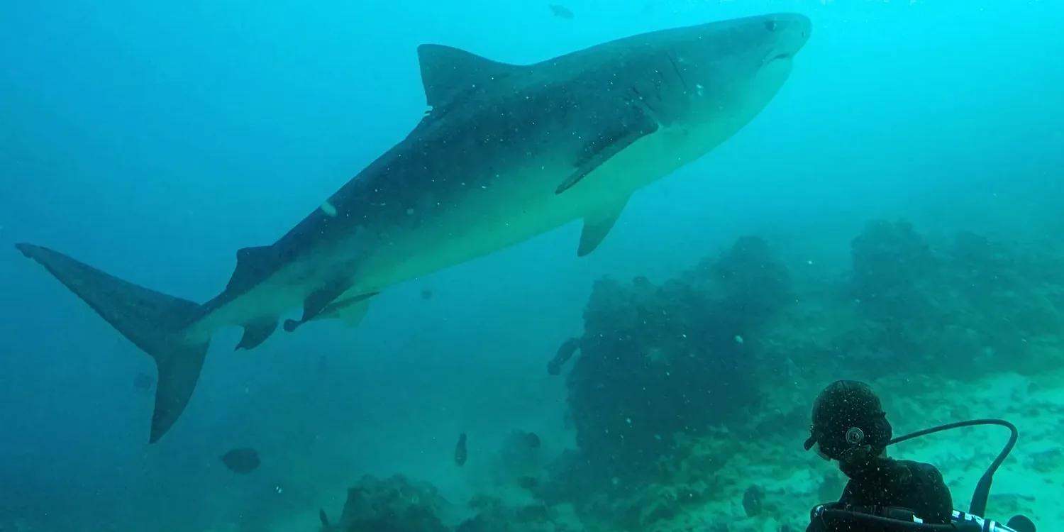 Gary's daughter, age 12, diving 20 metres down beside a tiger shark in clear blue water